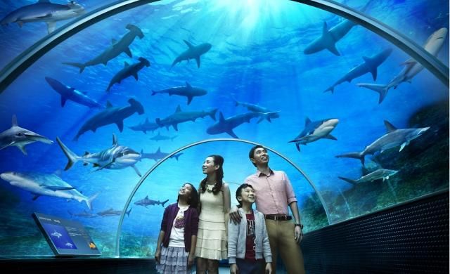 S.E.A. Aquarium giant viewing panel and marine life